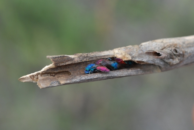 Vespina colorata quale specie? Chrysura refulgens